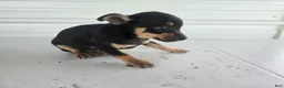 Chihuahua dogs for sale: Brutis - Ad 3