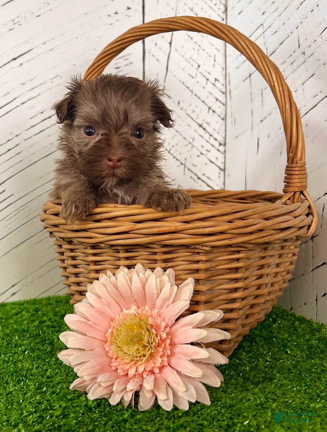 Havanese dogs for sale: Carla - Ad 1