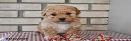 Bichpoo dogs for sale: Carl - Ad 2