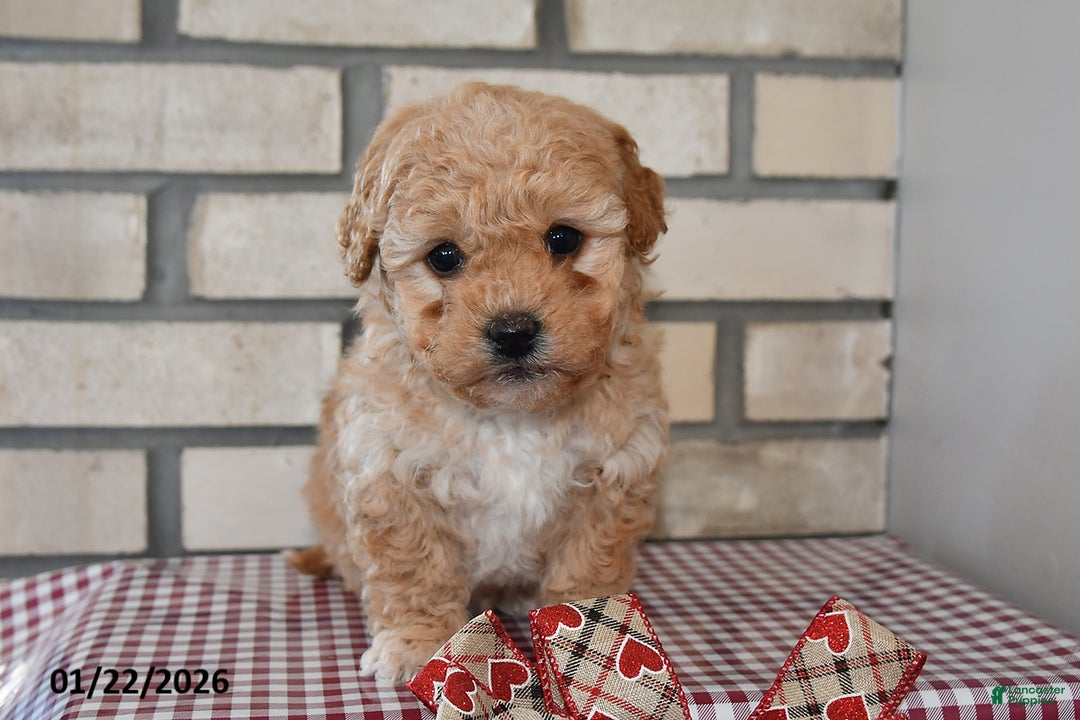 Bichpoo dogs for sale: Carl - Ad 2