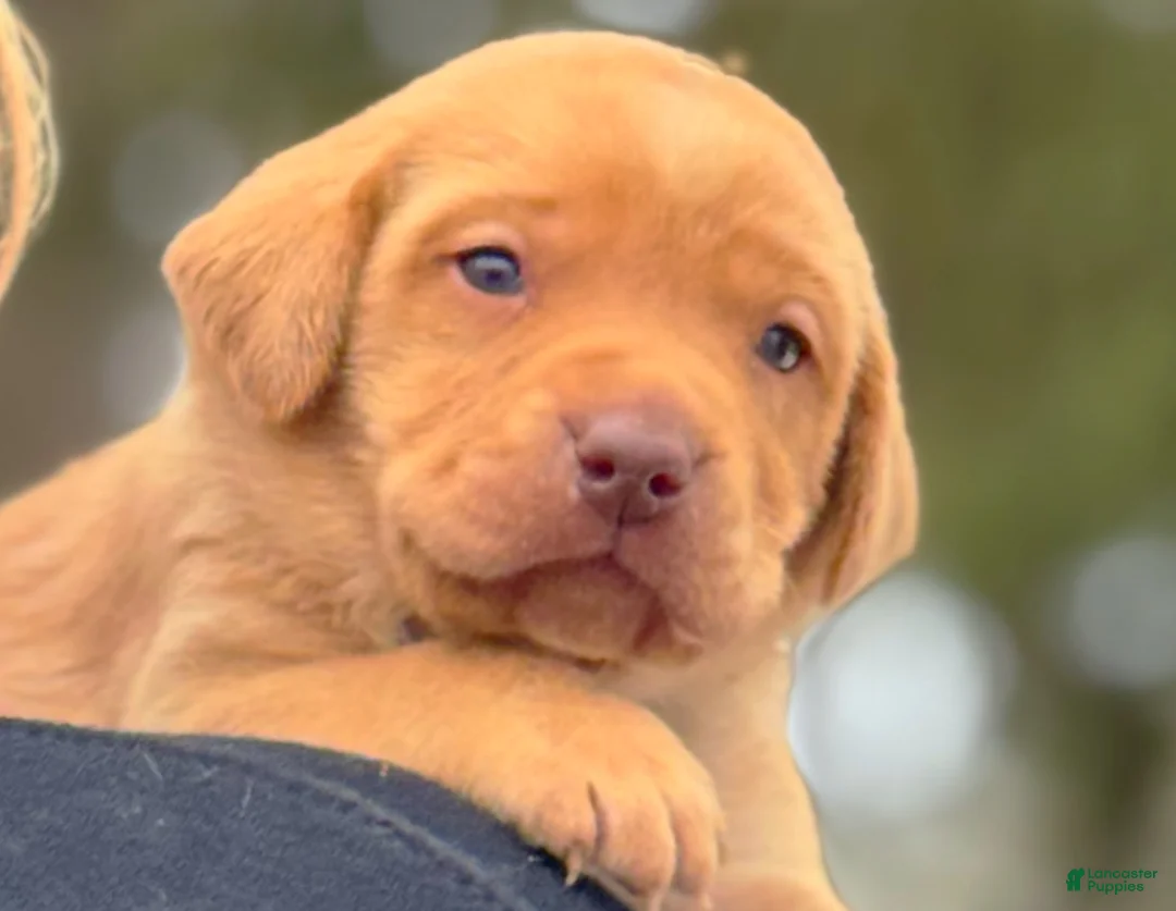 Lakeland Terrier dogs for sale: Labrador retriever - Ad 19