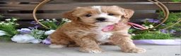 Maltipoo dogs for sale: Bella - Ad 6