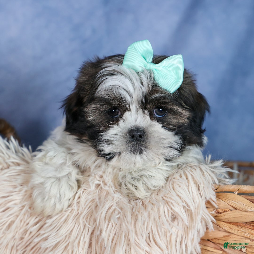 Shih Tzu dogs for sale: MERLE - Ad 11