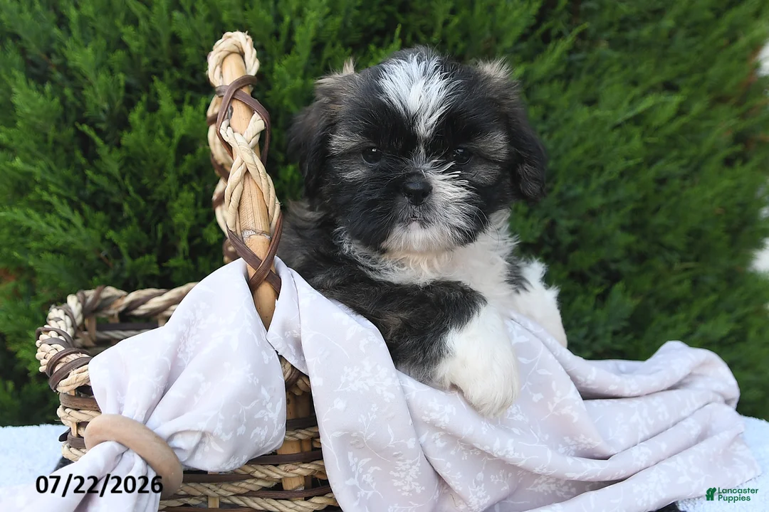 Shih Tzu dogs for sale: Chocolate - Ad 1