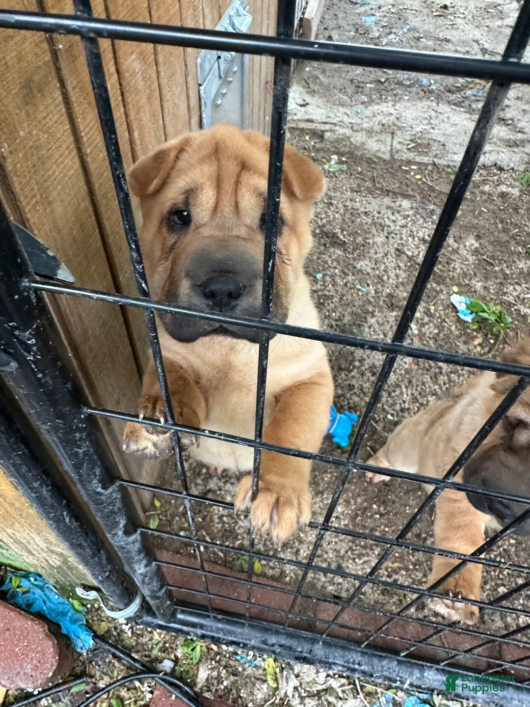 Shar Pei dogs for sale: Shar Pei Puppy 1 - Ad 2
