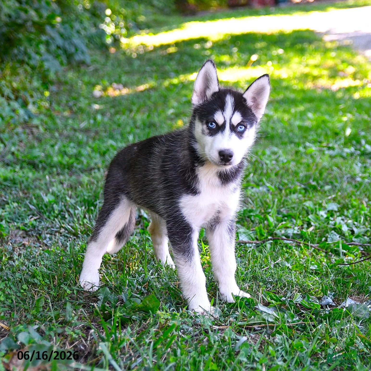 Alaskan Husky dogs Ally - Ad 1