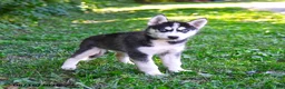 Alaskan Husky dogs for sale: Ally - Ad 1