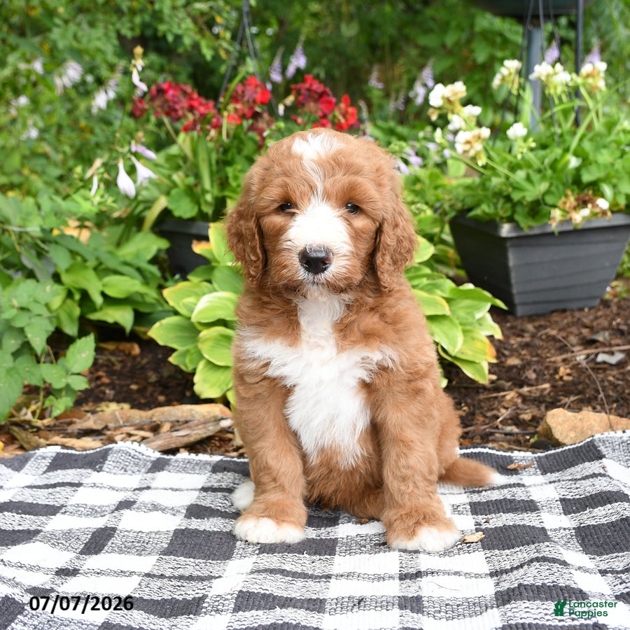 Goldendoodle dogs Raffi - Ad 2