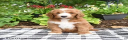 Goldendoodle dogs for sale: Raffi - Ad 2
