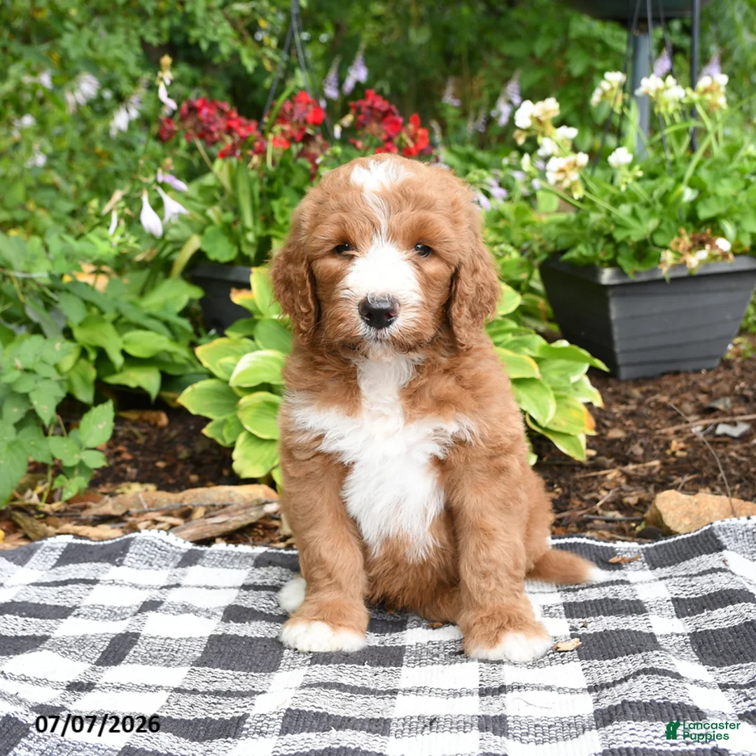 Goldendoodle dogs for sale: Raffi - Ad 2