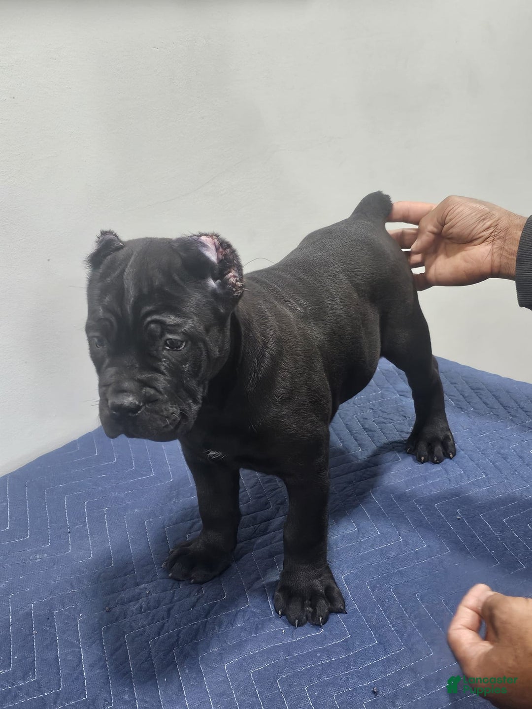 Cane Corso dogs for sale: GIZZEL - Ad 4