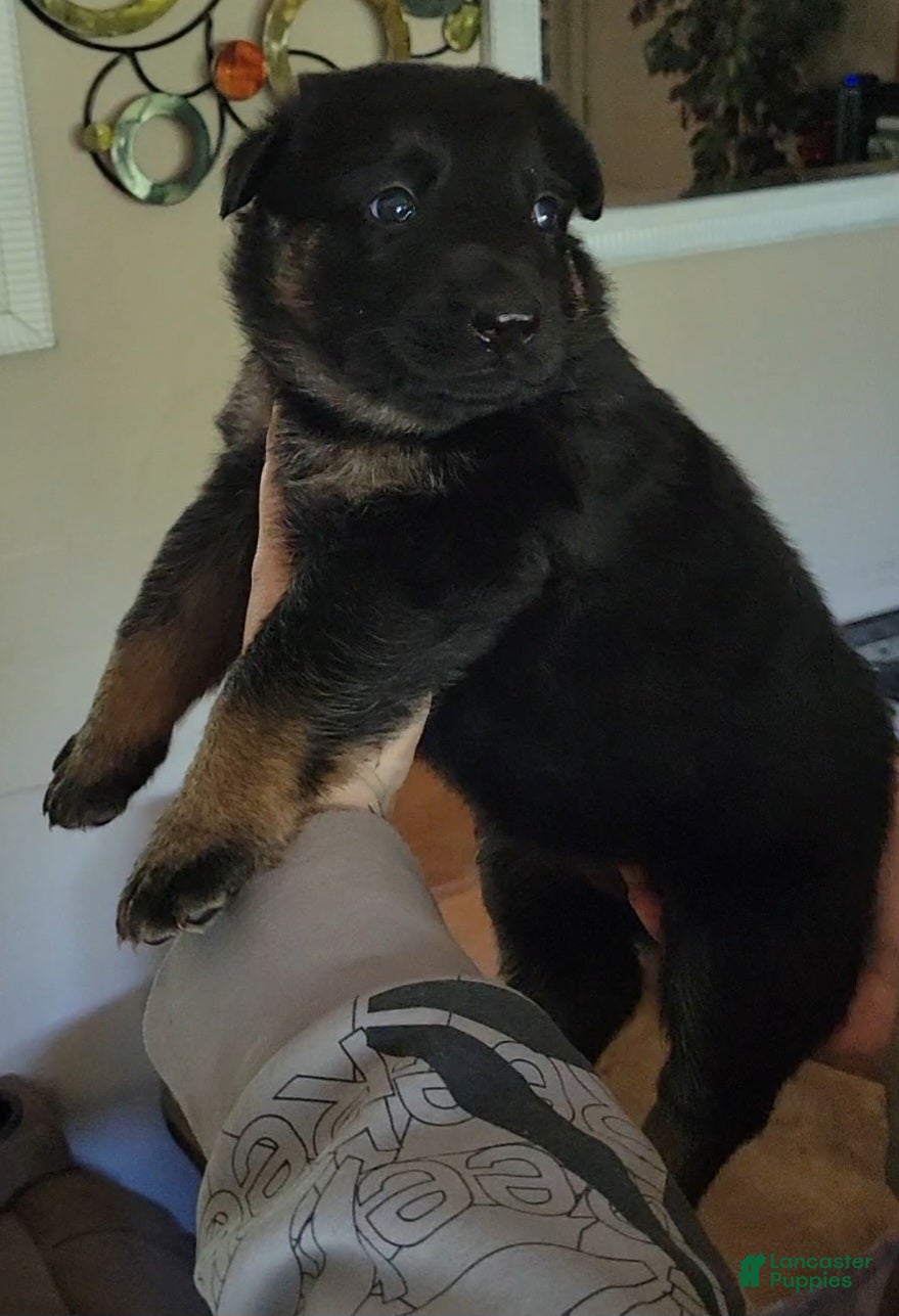 German Shepherd dogs German Shepherd Puppy 2 - Ad 2