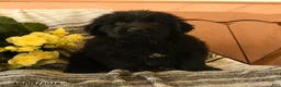 Newfoundland dogs for sale: Mento - Ad 1