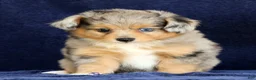 Mixed Breed dogs for sale: Candy - Ad 3