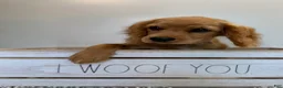 Cavapoo dogs for sale: Marshall Cavapoo Puppy  - Ad 12