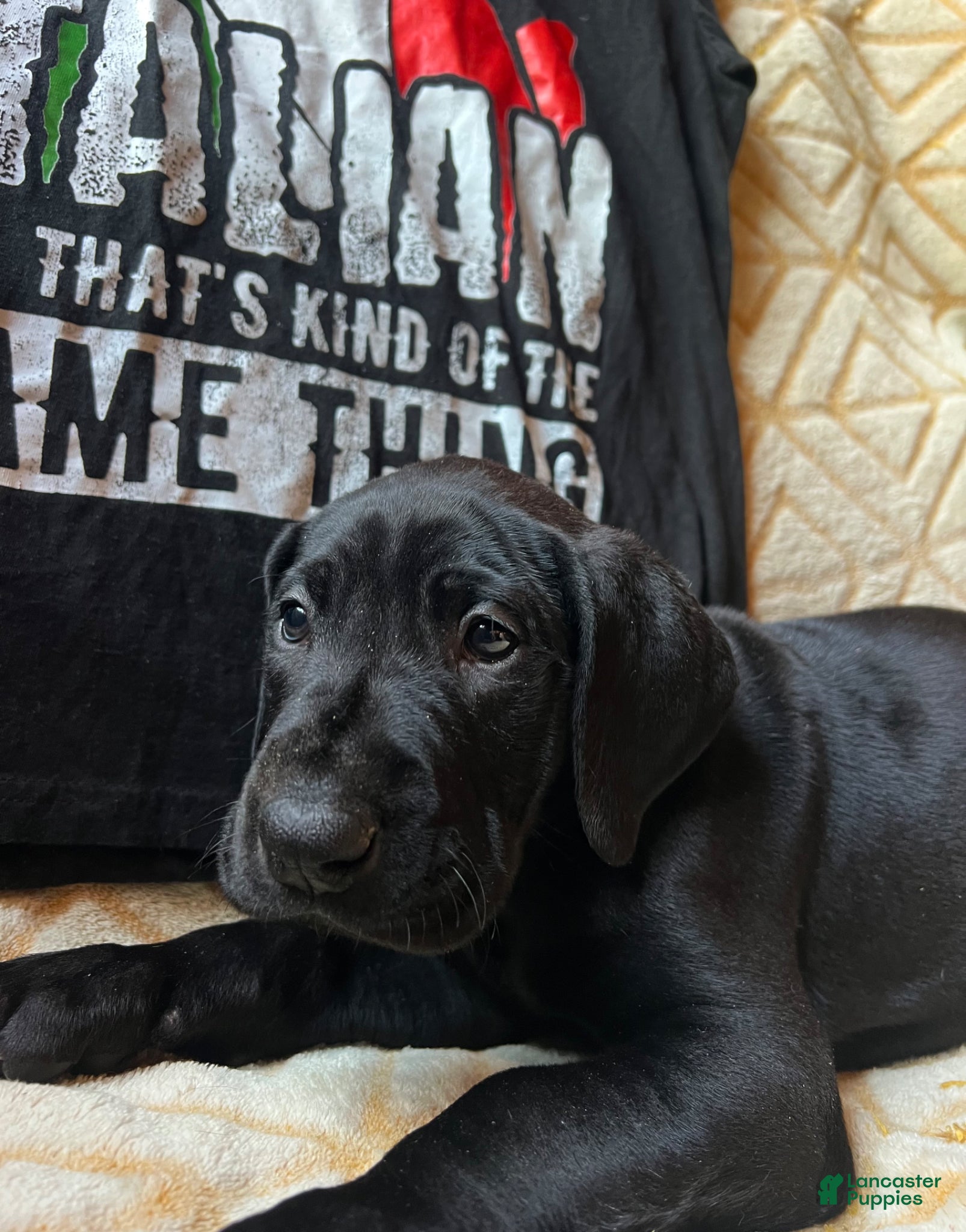 Great Dane dogs Giulia - Ad 2