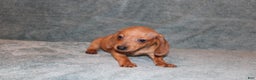 Miniature Dachshund dogs for sale: HAZEL MINI  - Ad 5