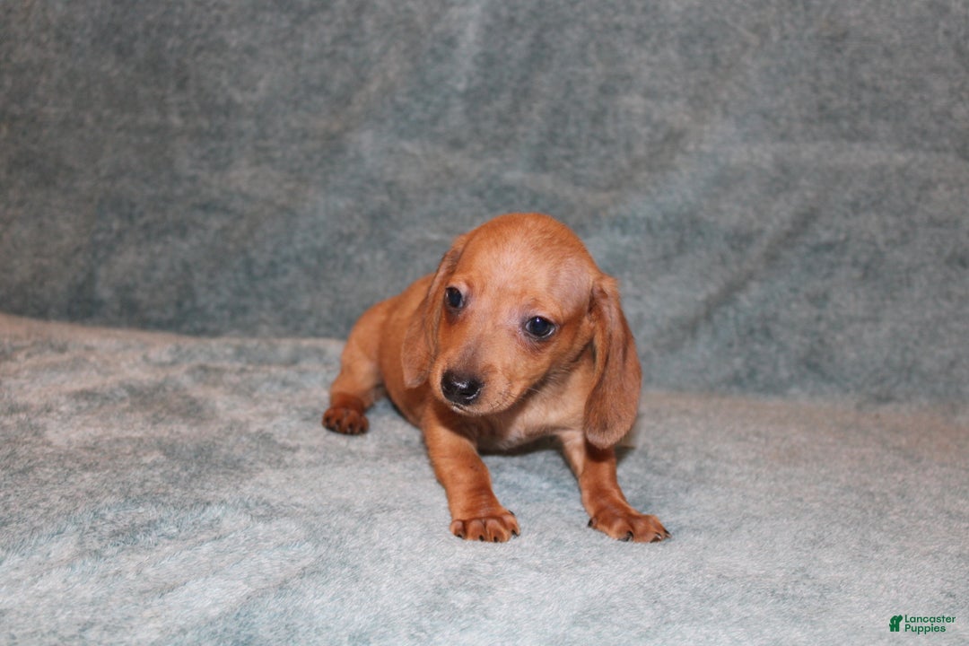 Miniature Dachshund dogs for sale: HAZEL MINI  - Ad 5