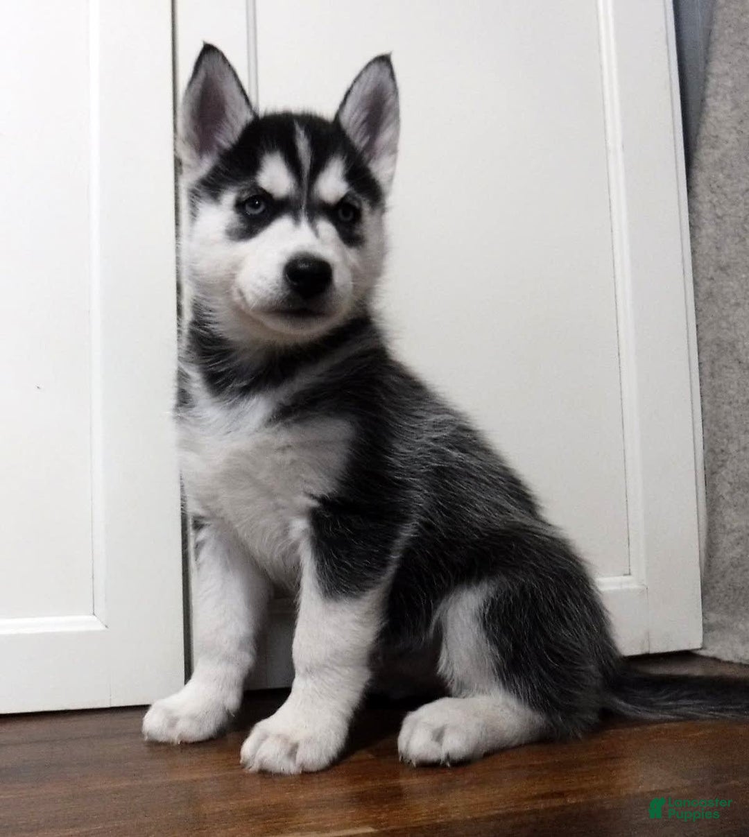 Gallery Image {{count}}