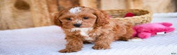 Cavapoo dogs for sale: Kit - Ad 2