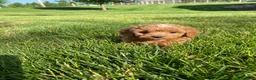 Cavapoo dogs for sale: Layla - Ad 3