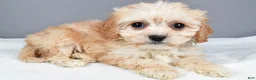 Cavachon dogs for sale: Ripley - Ad 2