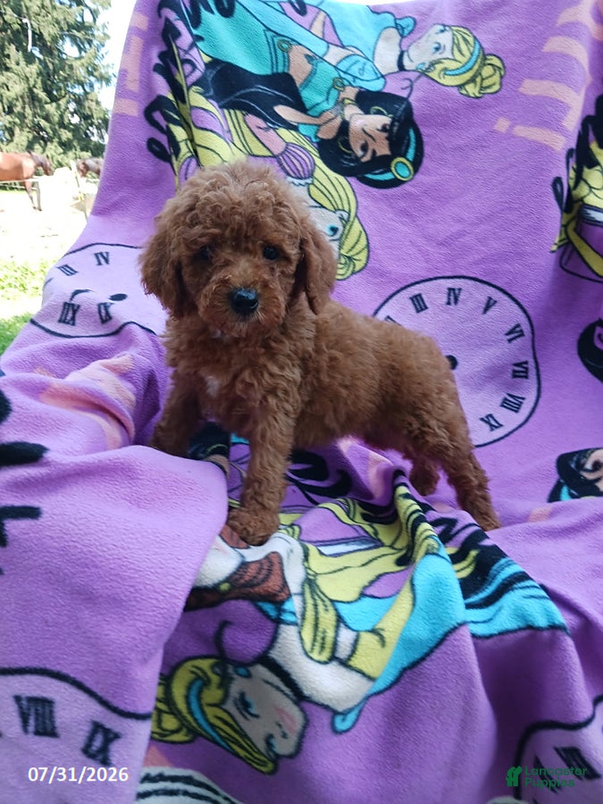 Mini Goldendoodle dogs for sale: Ariel - Ad 4