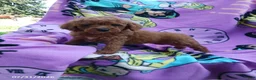 Mini Goldendoodle dogs for sale: Ariel - Ad 1