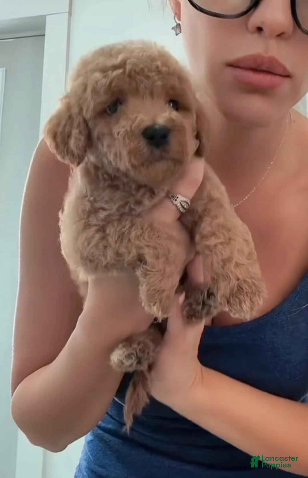 Double Doodle dogs for sale: Boy #1 - Ad 3