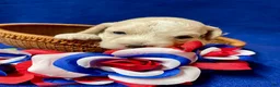 Cockapoo dogs for sale: Maximus - Ad 7
