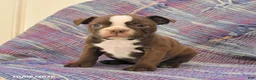 Boston Terrier dogs for sale: Tulip - Ad 1