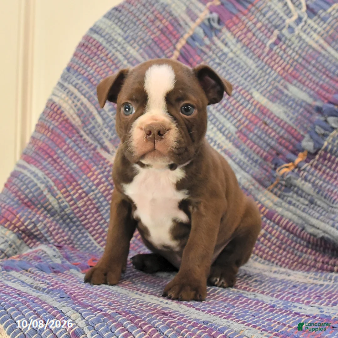 Boston Terrier dogs for sale: Tulip - Ad 1