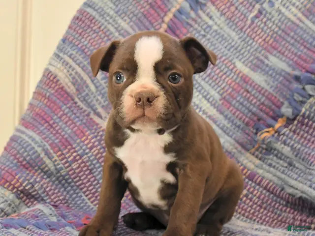 Boston Terrier dogs for sale: Tulip - Ad 1