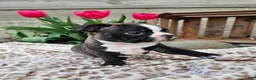 Boston Terrier dogs for sale: Rambow - Ad 4