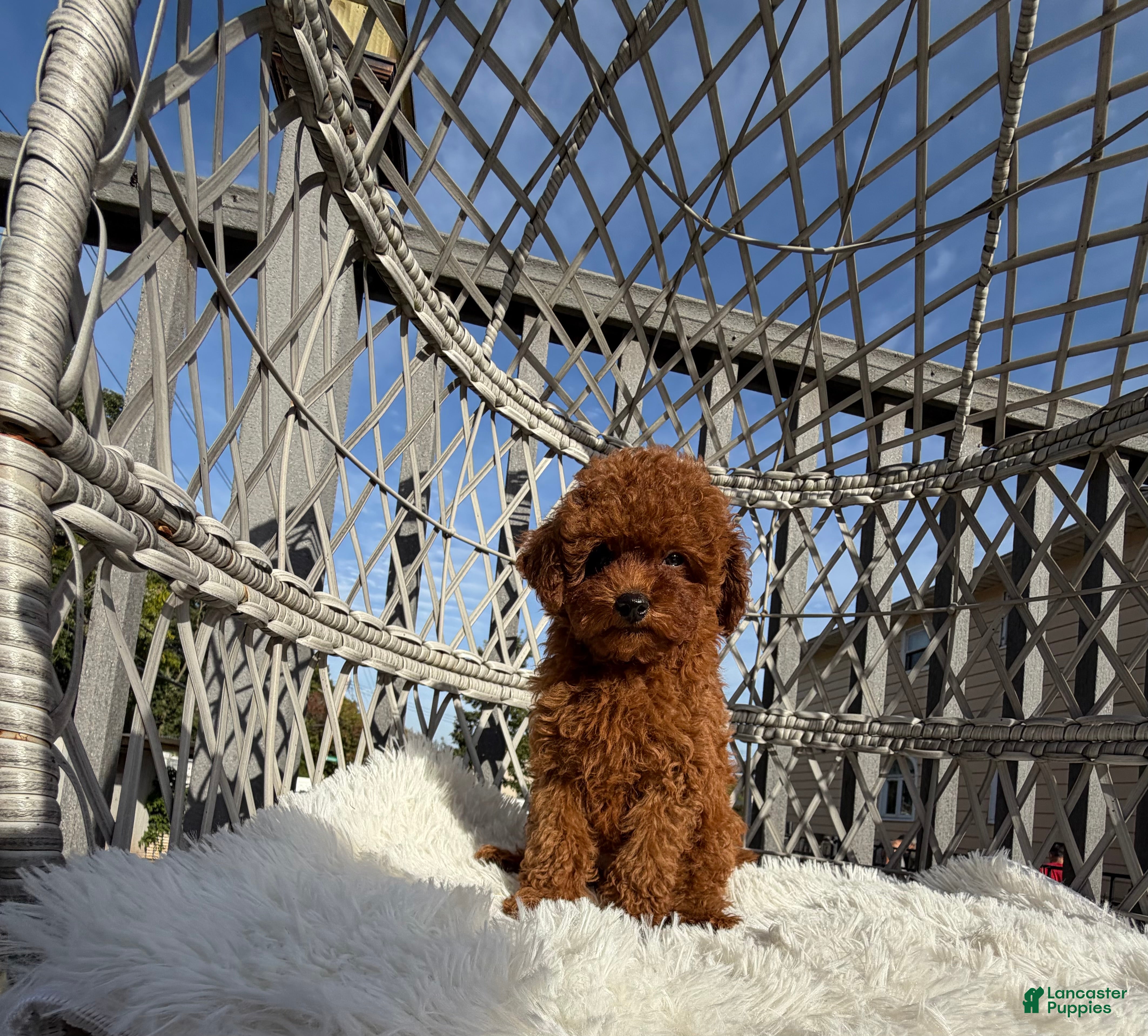 Toy Poodle dogs for sale: Toy Poodle Chinese bloodline  - Ad 1