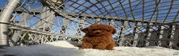 Toy Poodle dogs for sale: Toy Poodle Chinese bloodline  - Ad 3