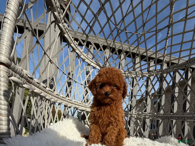 Toy Poodle dogs for sale: Toy Poodle Chinese bloodline - Ad 1