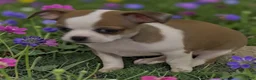 Chihuahua dogs for sale: Chili - Ad 2