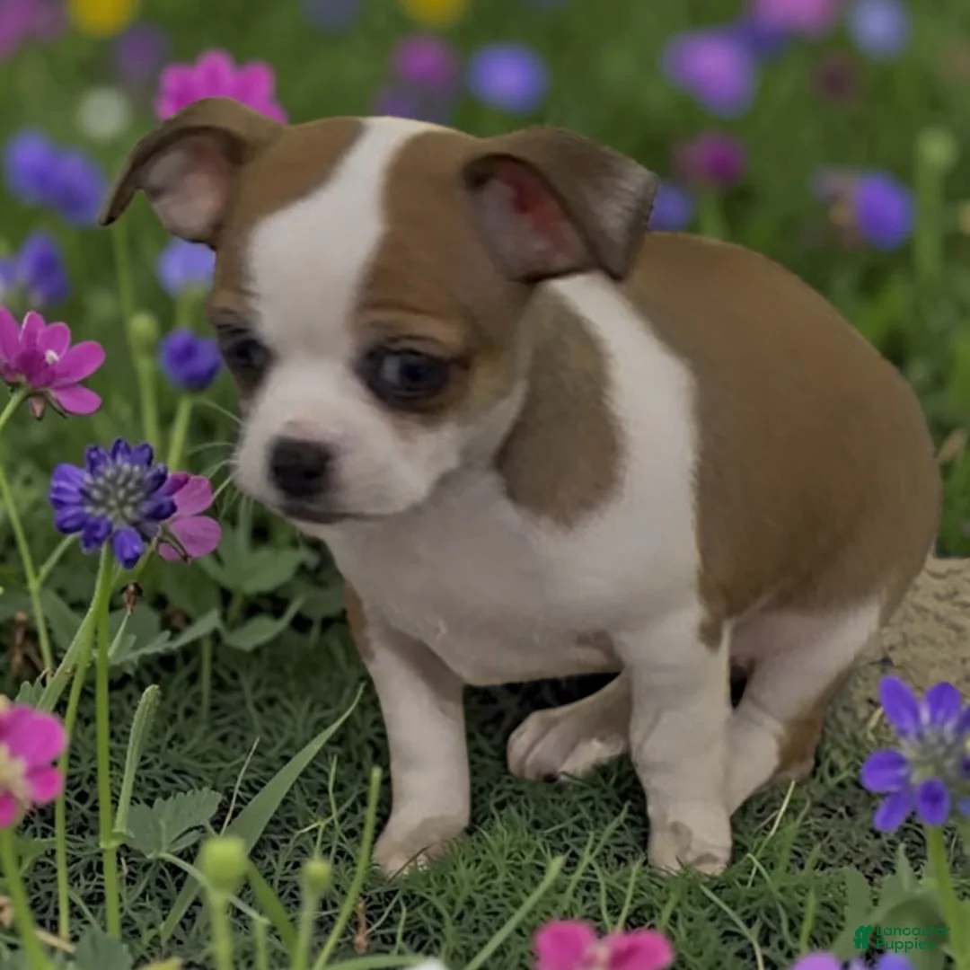 Chihuahua dogs for sale: Chili - Ad 2