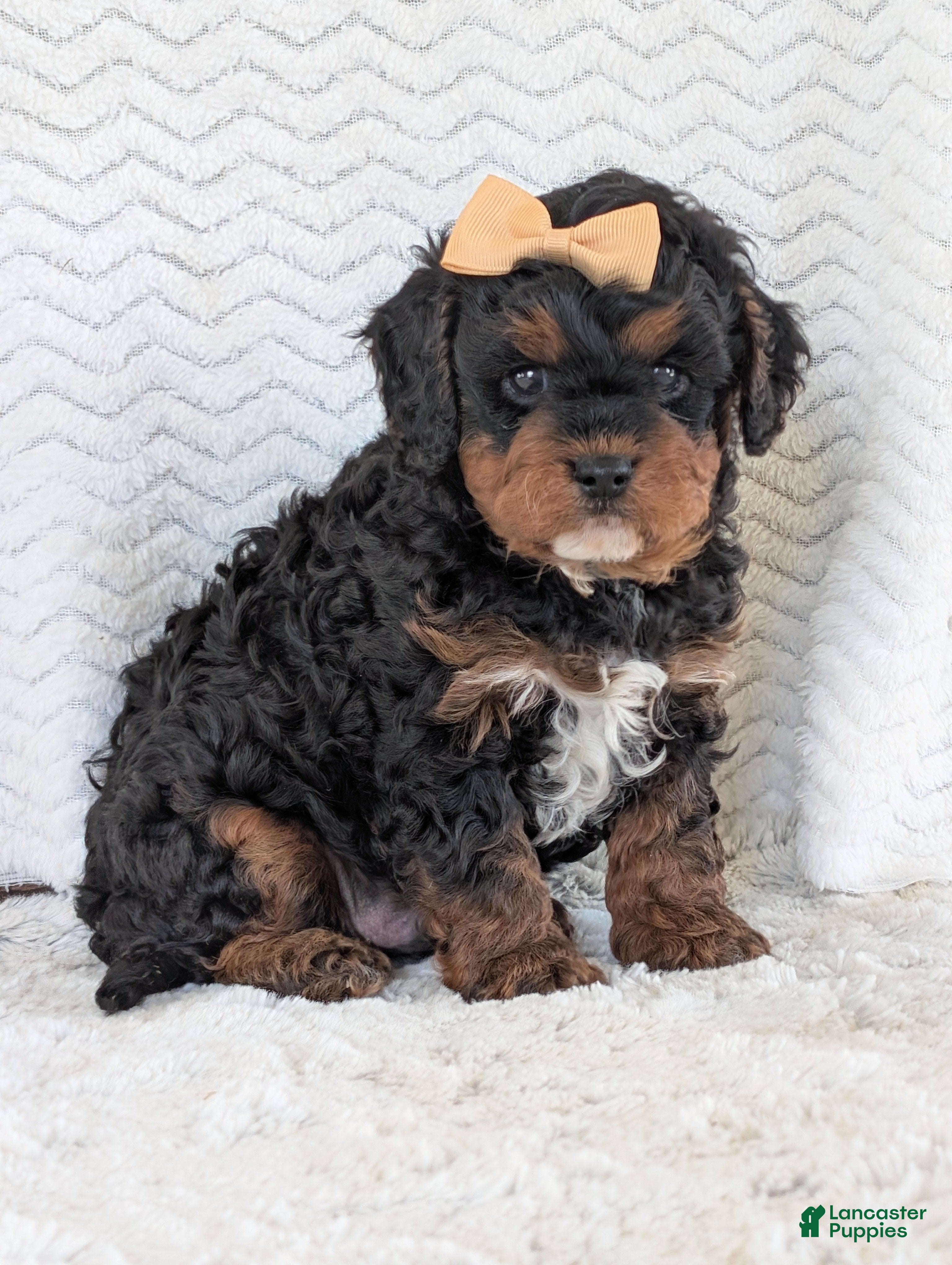 Cavapoo dogs Myles - Ad 2