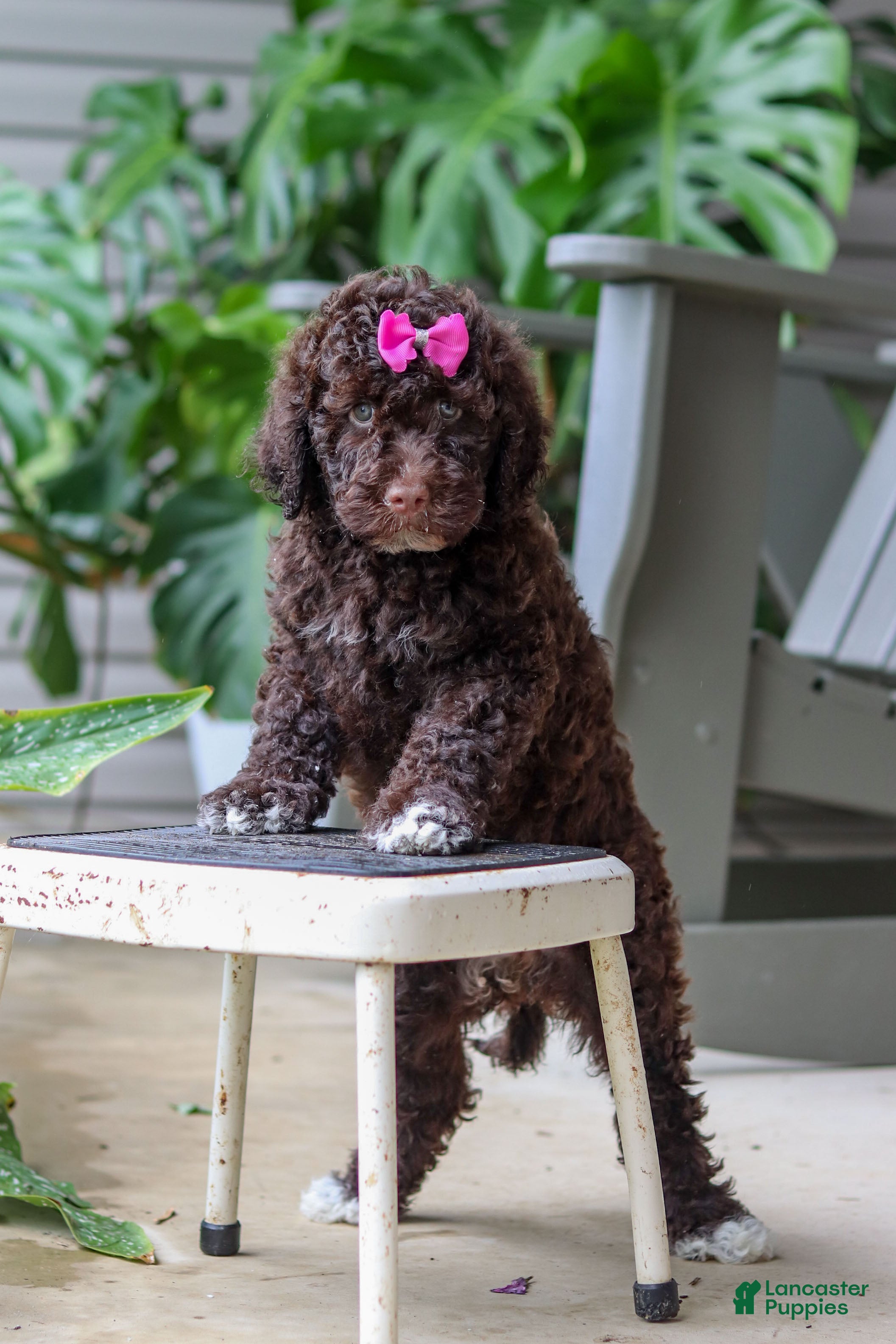 Penny, Portuguese Water Dog