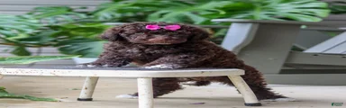Penny