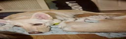 Gerberian Shepsky dogs for sale: Leif - Ad 17