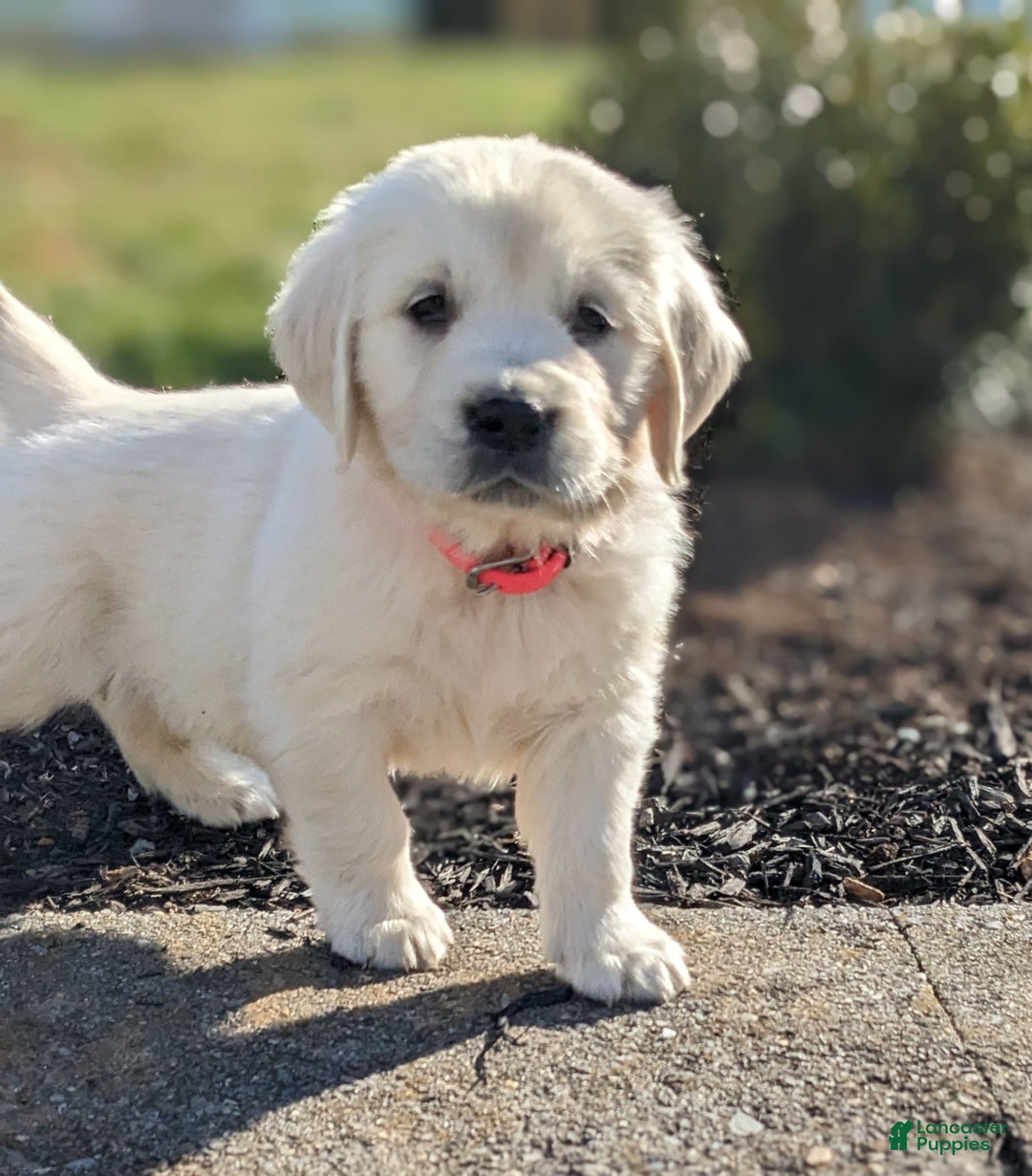 Golden Retriever dogs for sale: Emily - Ad 1