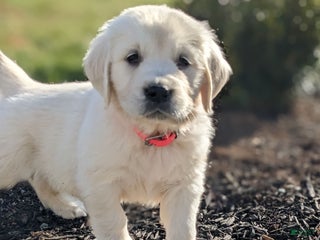 Golden Retriever dogs Emily - Ad 4