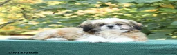 Shih Tzu dogs for sale: Benji - Ad 3