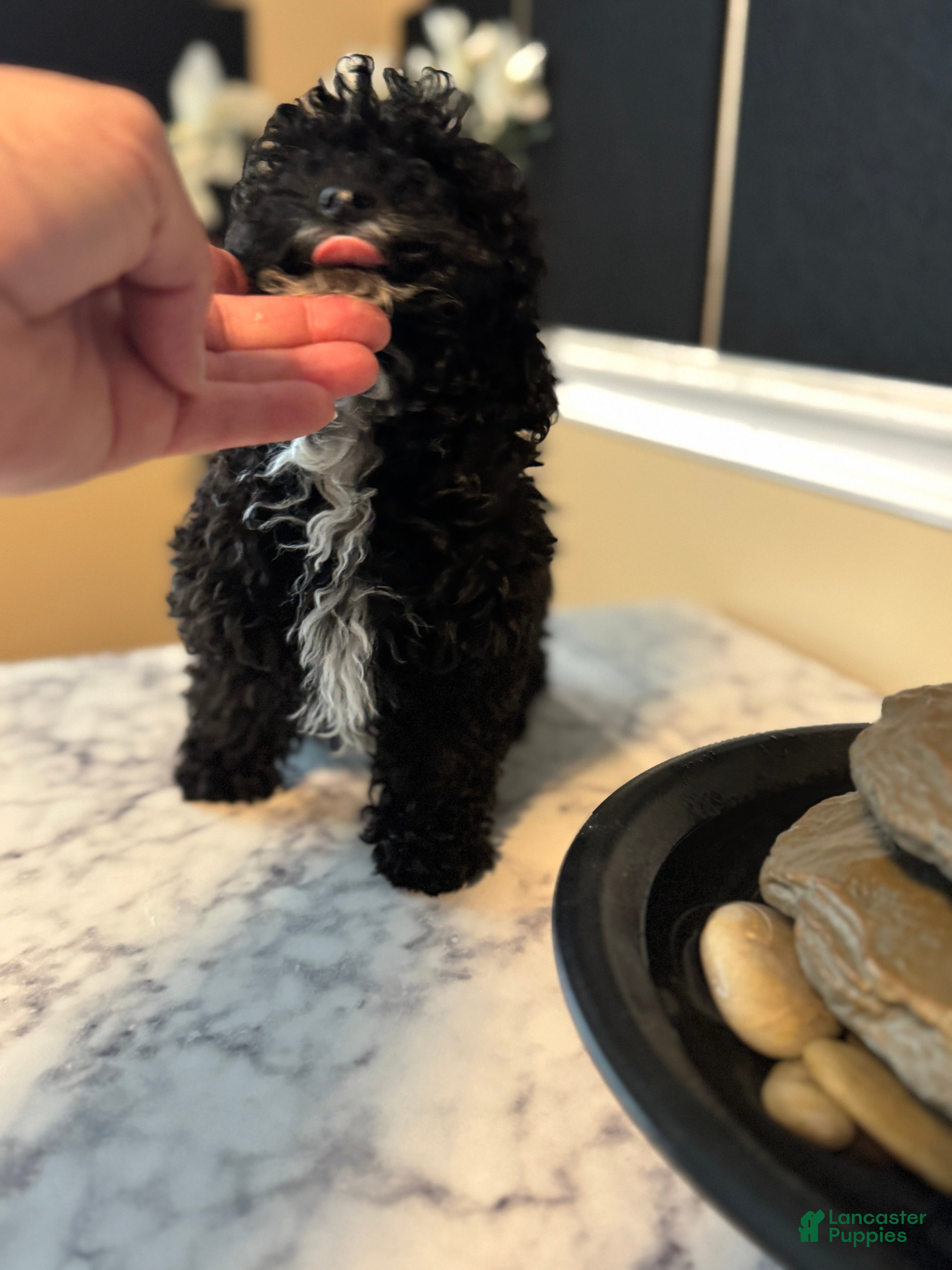 Toy Poodle dogs Mamba - Ad 2