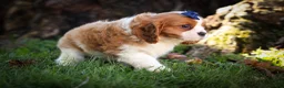 Cavalier King Charles Spaniel dogs for sale: Patches💙 - Ad 9