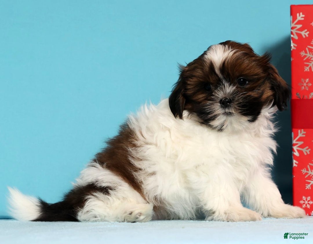Shih Tzu dogs for sale: Donnie - Ad 6