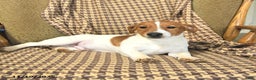 Jack Russell Terrier dogs for sale: Shannon - Ad 3